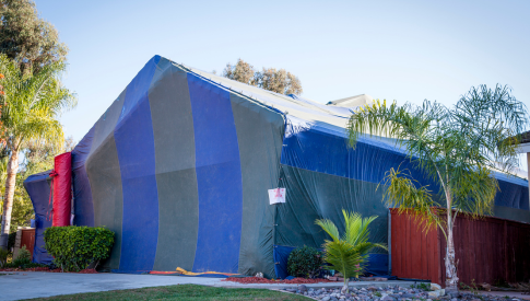 Termite Tent Fumigation