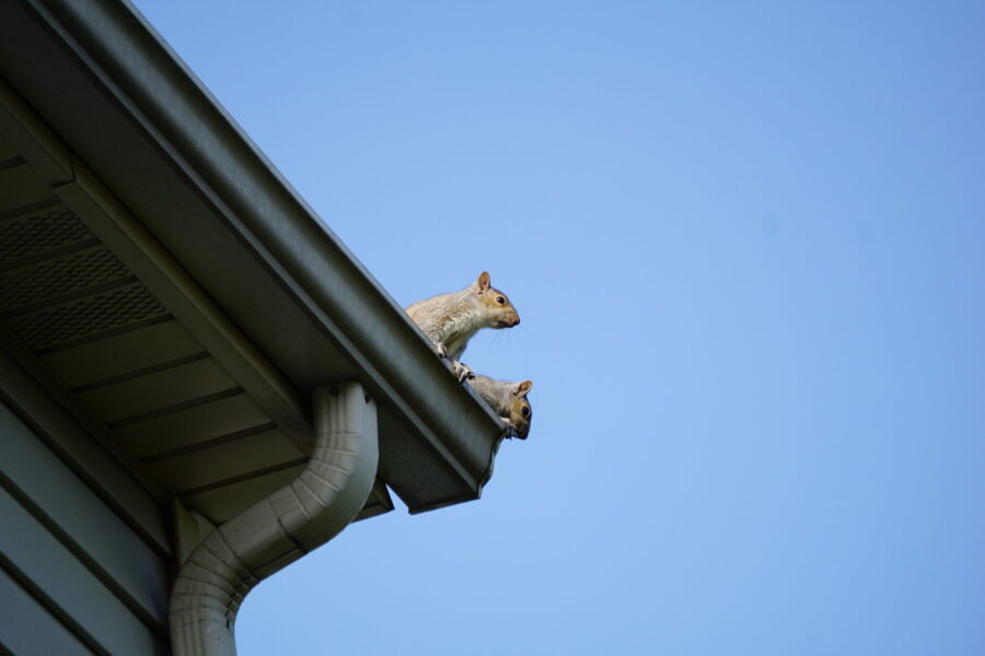 common fall wildlife