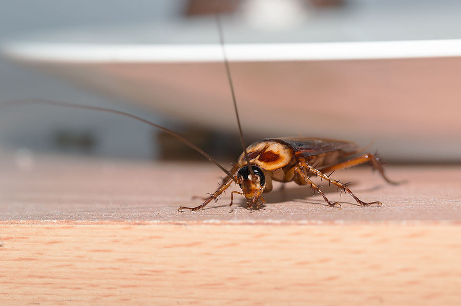 The Flies That Are Bothering Everyone In Jacksonville