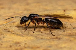 carpenter ants