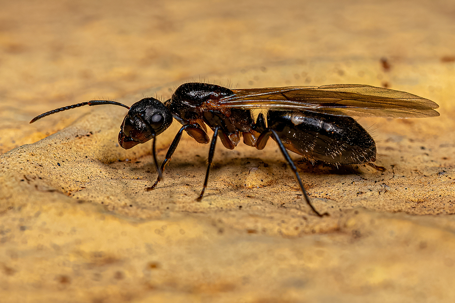 carpenter ants