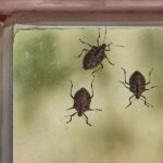 common fall pests