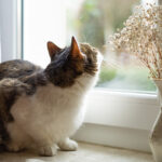 flea control