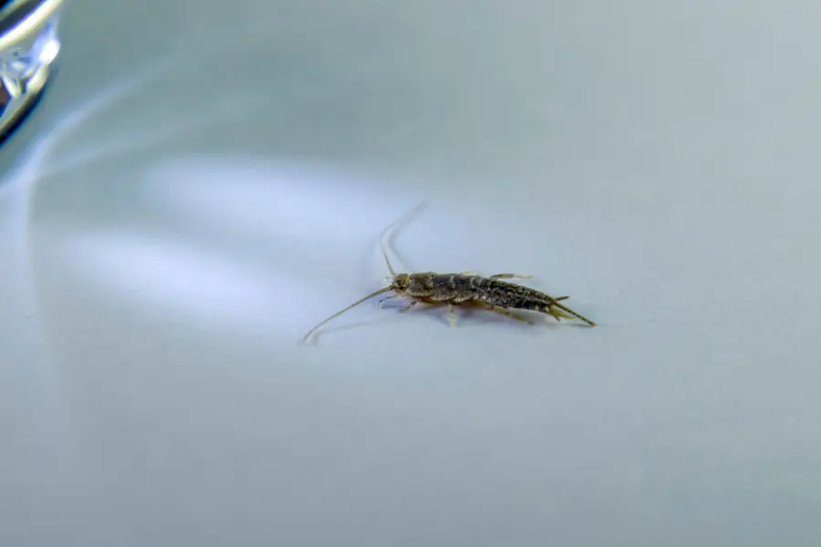 silverfish prevention
