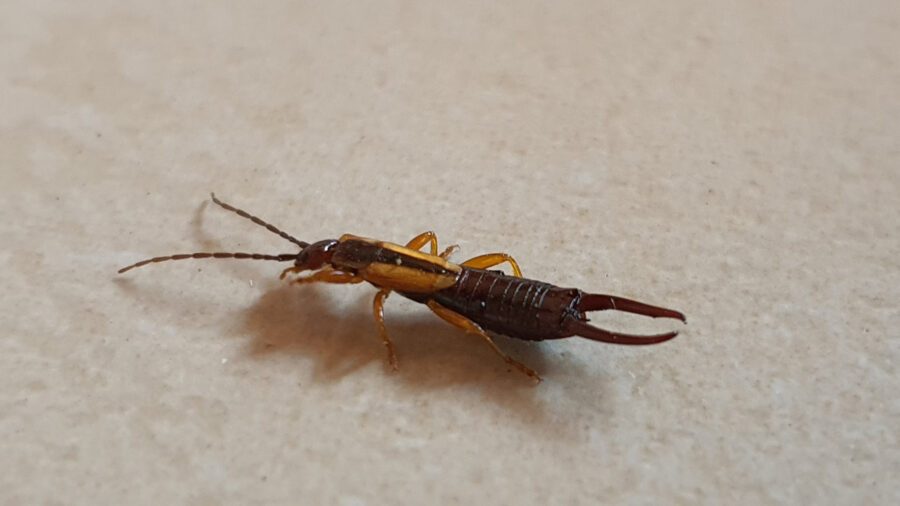 earwig pincer