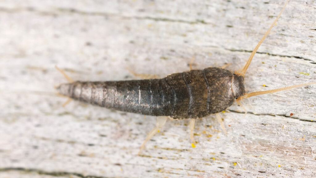 What To Know About Silverfish Eggs Household Pests
