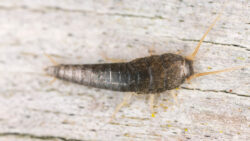 silverfish eggs