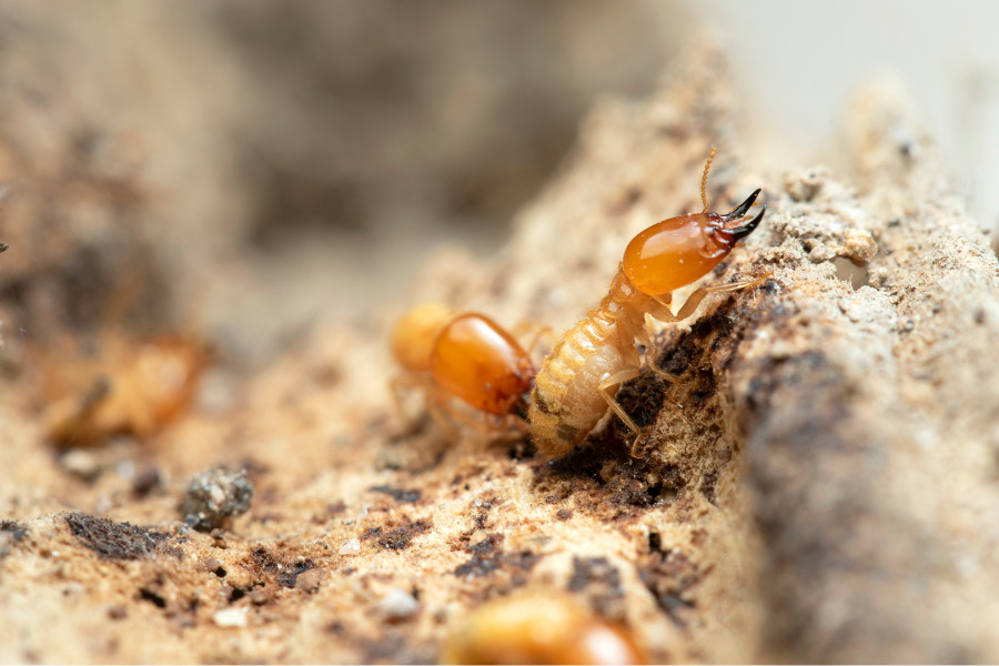 termite types