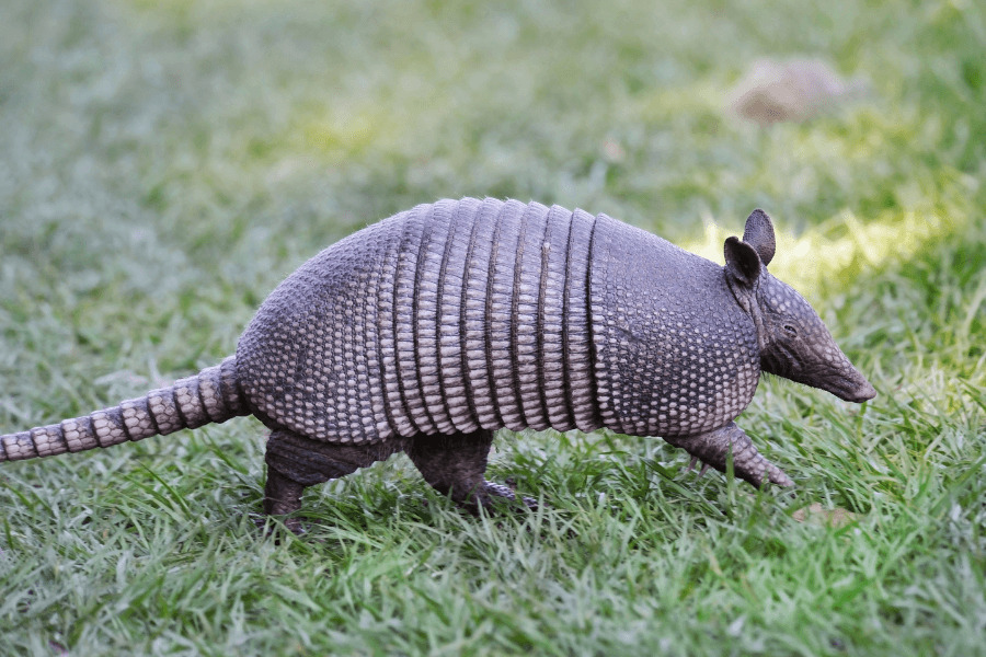 Armadillos Identification, Control & Treatment | McCall Service