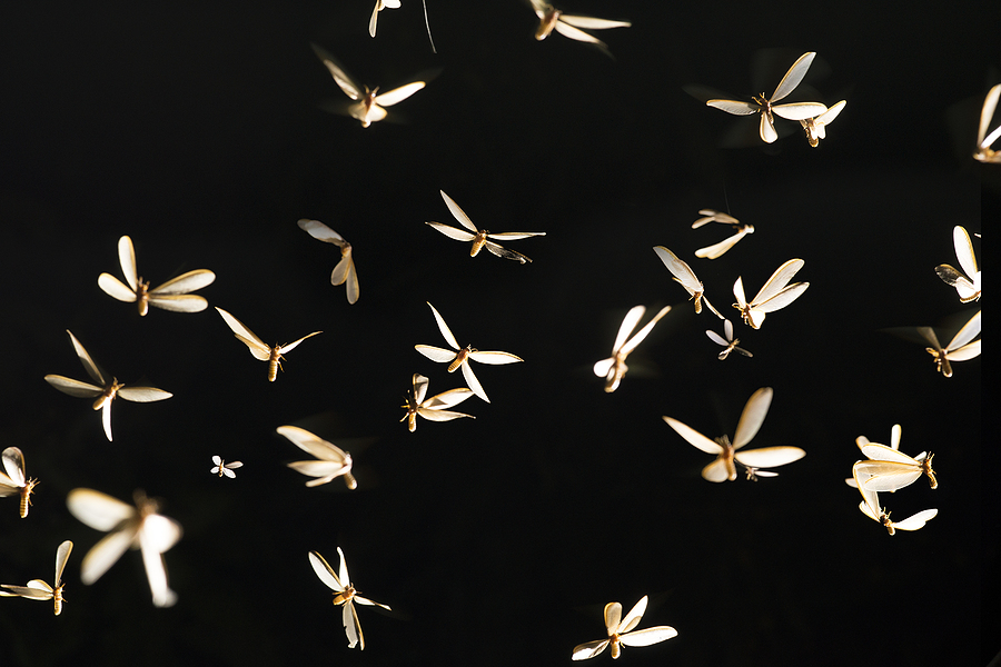 swarming termites