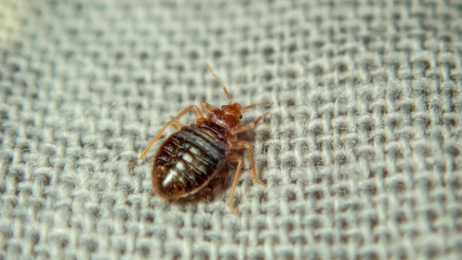 bed bug control