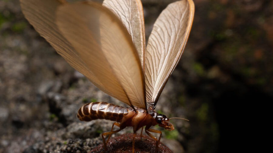 swarming termites