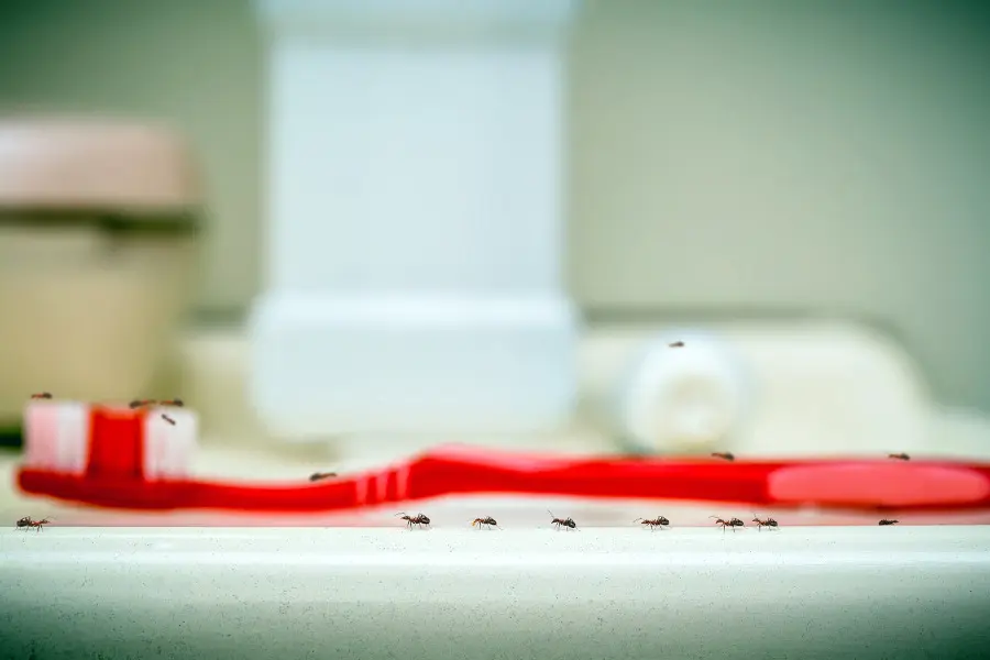 household pests
