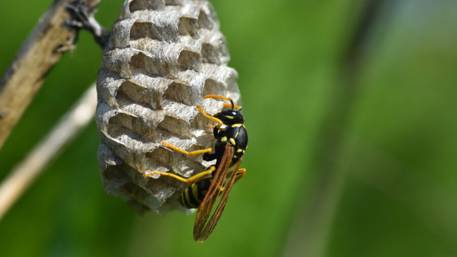 paper wasps