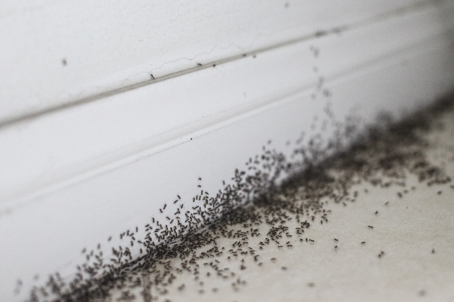 ants in my kitchen