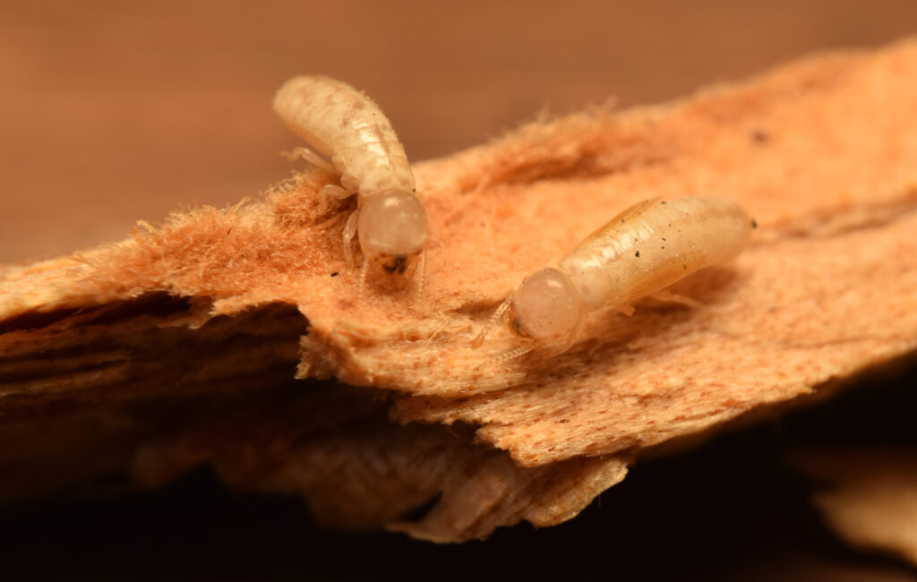 DIY termite prevention