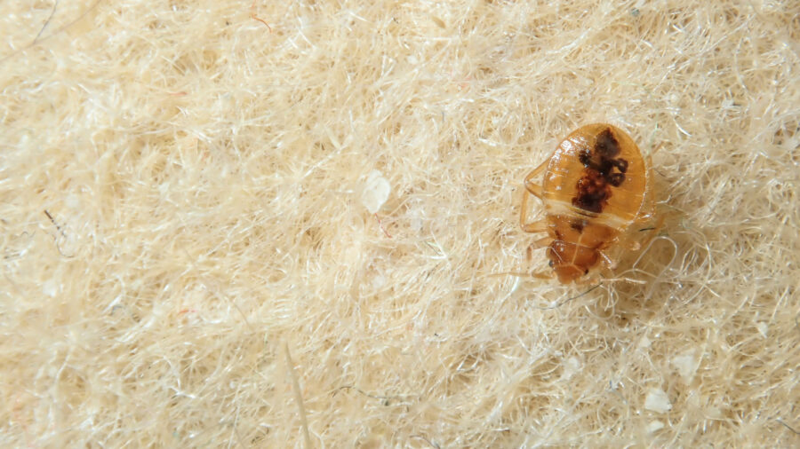 early signs of bed bugs