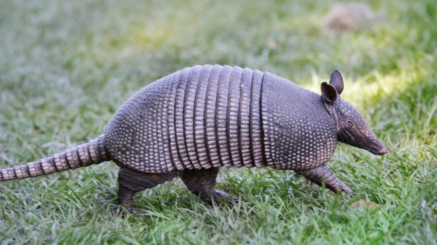 wildlife removal