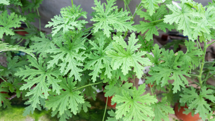 natural mosquito repellent