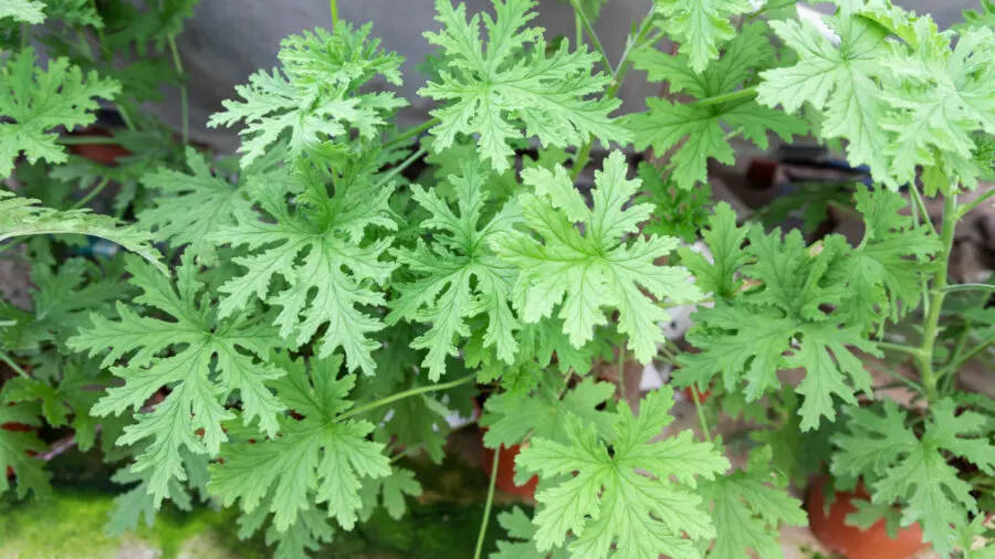 natural mosquito repellent