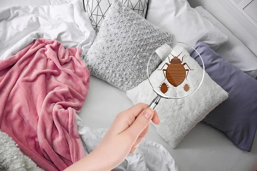 common bed bug signs