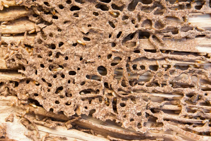 signs of termites