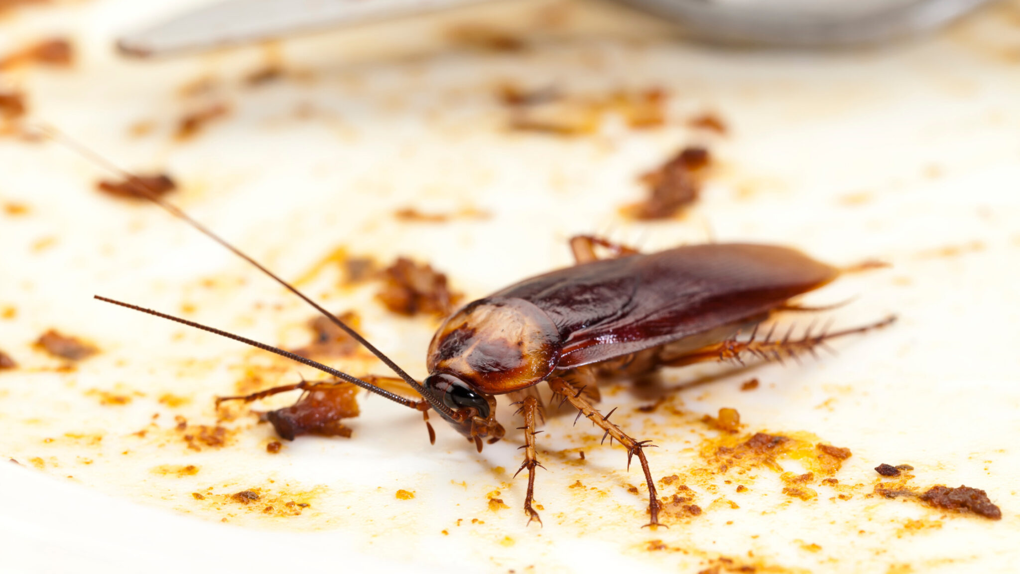 Top 4 Common Pests in Lakeland and How to Prevent Them Home Pest Control