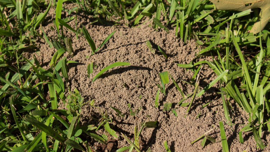 fire ant mounds