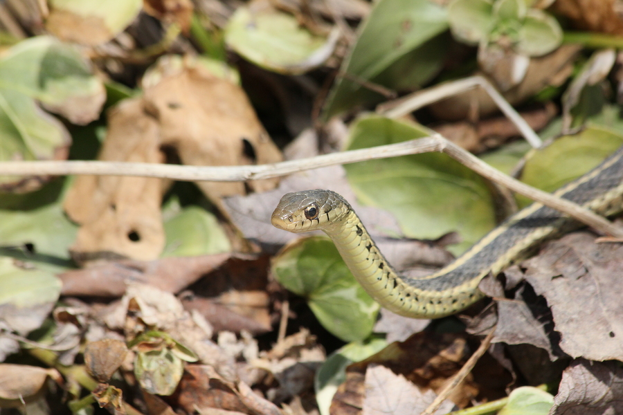 snake prevention tips