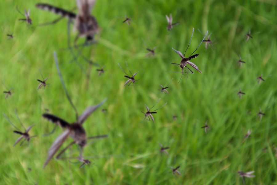 avoiding mosquitoes