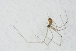 common pests in gainesville