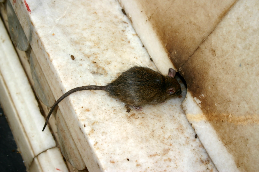 rodent prevention tips