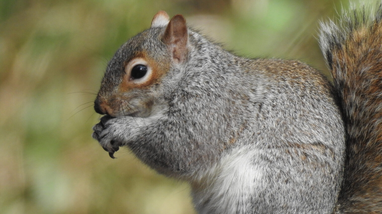 Are Squirrel Repellents Really Effective? Wildlife Removal