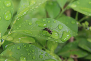 mosquito management