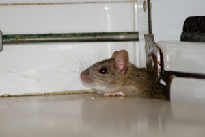 rodent infestations