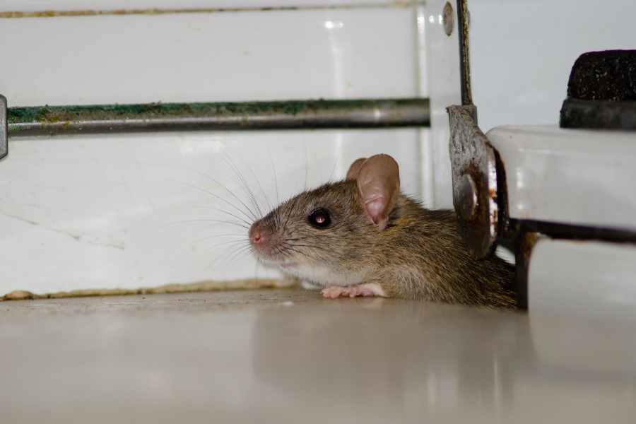 rodent infestations