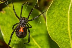 green pest control for spiders