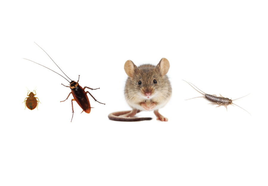 eco-friendly pest control