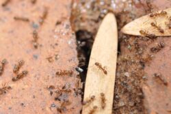 ants in florida