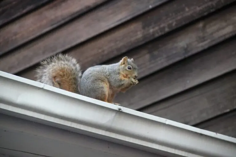squirrels in attic