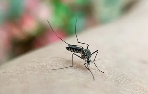 eco-friendly mosquito control
