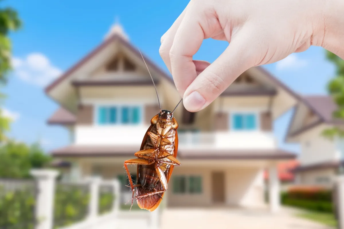 common florida pests