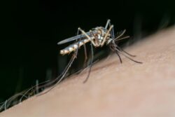 mosquito control