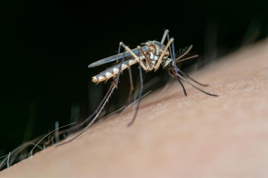 mosquito control