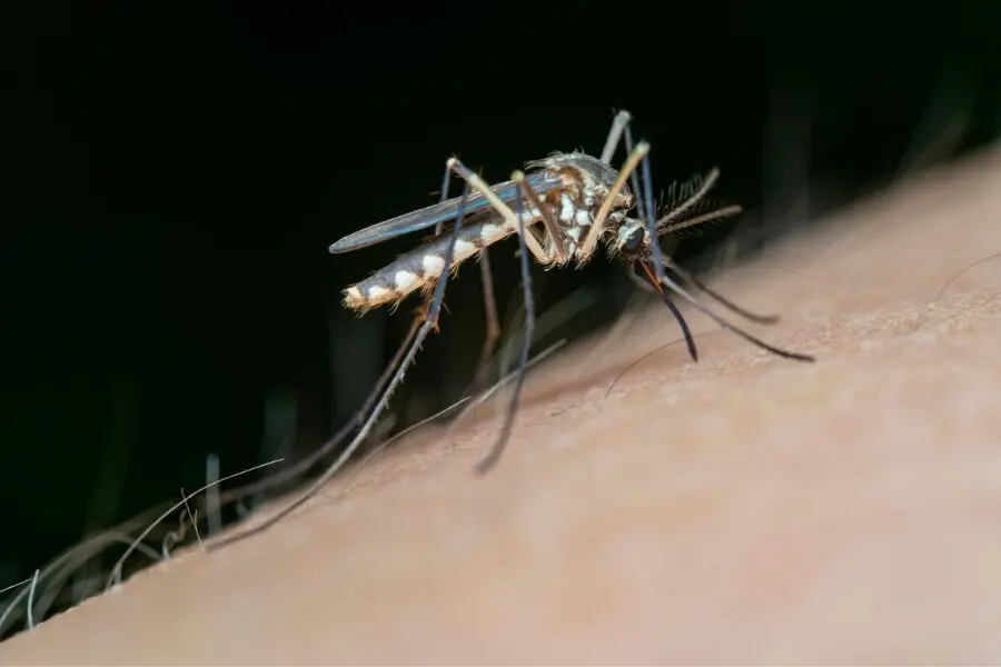 mosquito control