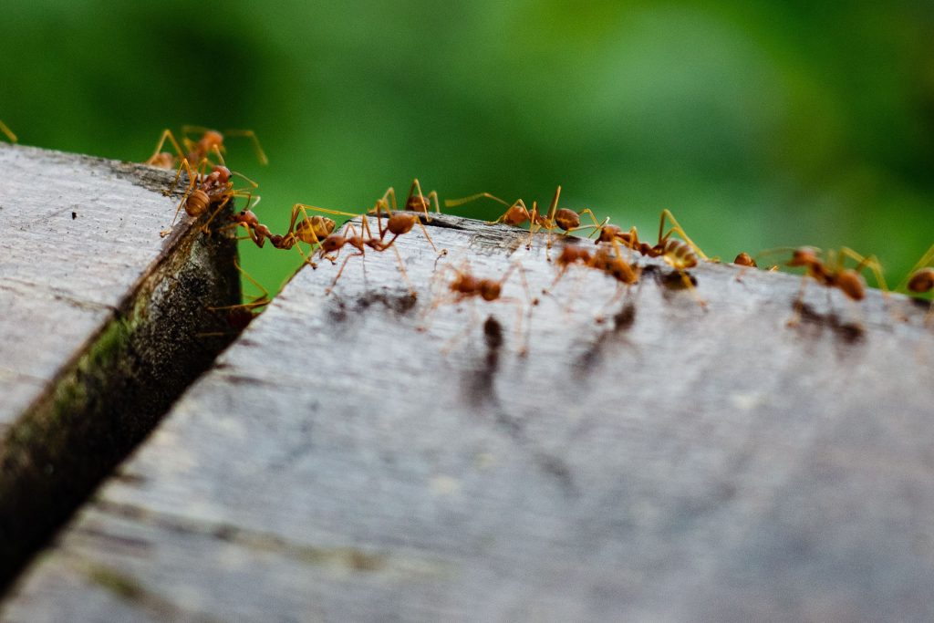 ant control near me