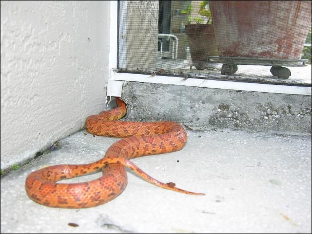 common snakes in florida