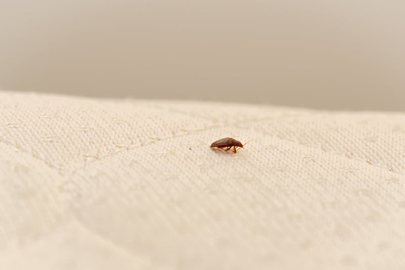 bed bug infestation