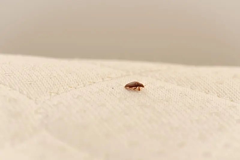 bed bug infestation