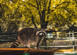 raccoon control